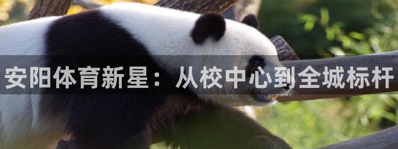 3377体育官方正版app集团简介:安阳体育新星:从校中心到